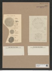 Stephanopyxis superba Grev. (de-Toni-Nr.: Genus 187, Species 4637) Zeichnungen Sammlung Grunow Nr. 8291 (NHMW-BOT-W0377689)